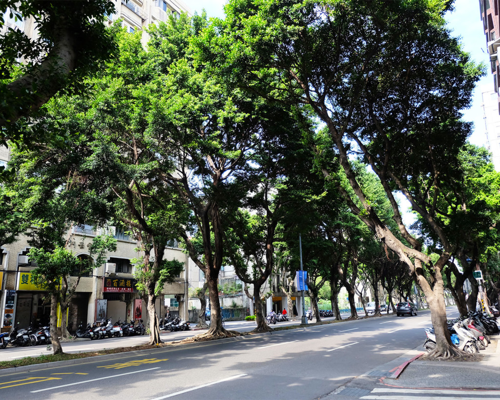 台北市内の街路樹が並ぶストリート