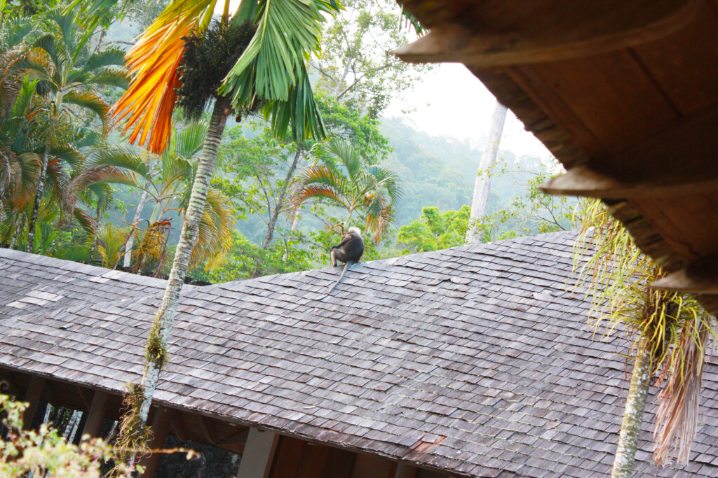 偏愛ホテル 森と海に囲まれたリゾート ザ ダタイ ランカウイに宿泊 マレーシア 旅のあと ふたりのレシピ