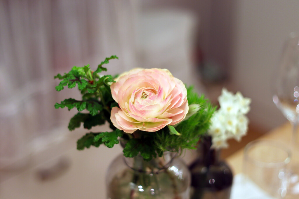 花瓶に飾られたピンク色のラナンキュラス