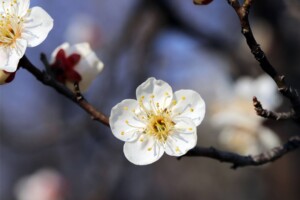 新春に咲く梅の花