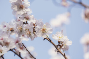 春分　桜の開花イメージ