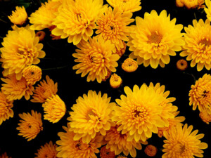 二十四節気　秋分のイメージ画像　菊